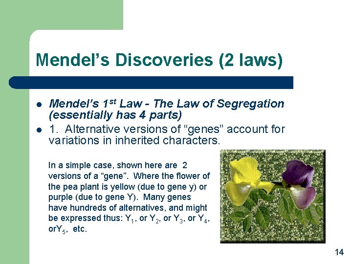 Mendel’s Discoveries (2 laws) l l Mendel’s 1 st Law - The Law of