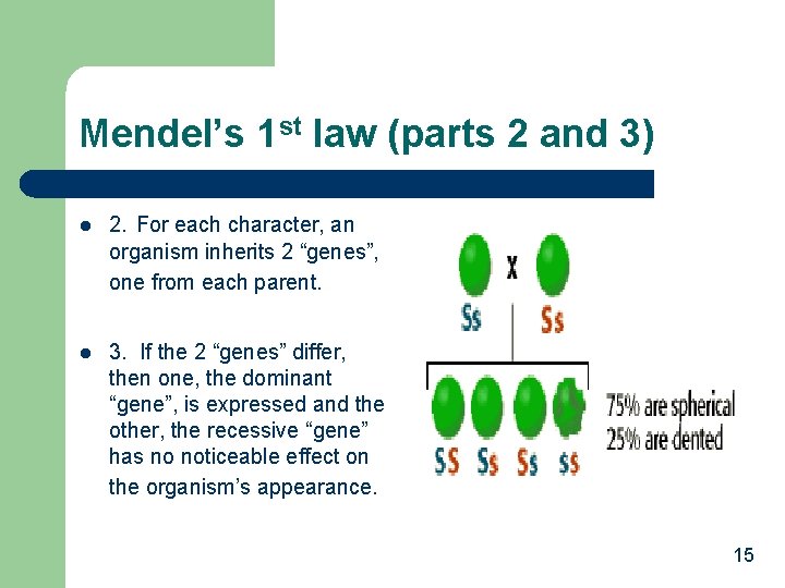 Mendel’s 1 st law (parts 2 and 3) l l 2. For each character,