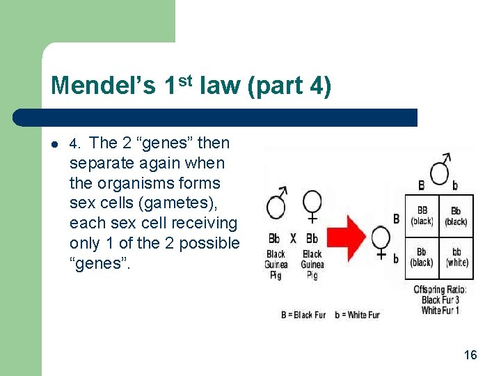 Mendel’s 1 st law (part 4) l The 2 “genes” then separate again when