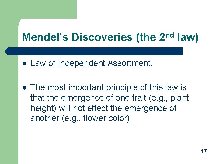 Mendel’s Discoveries (the 2 nd law) l Law of Independent Assortment. l The most