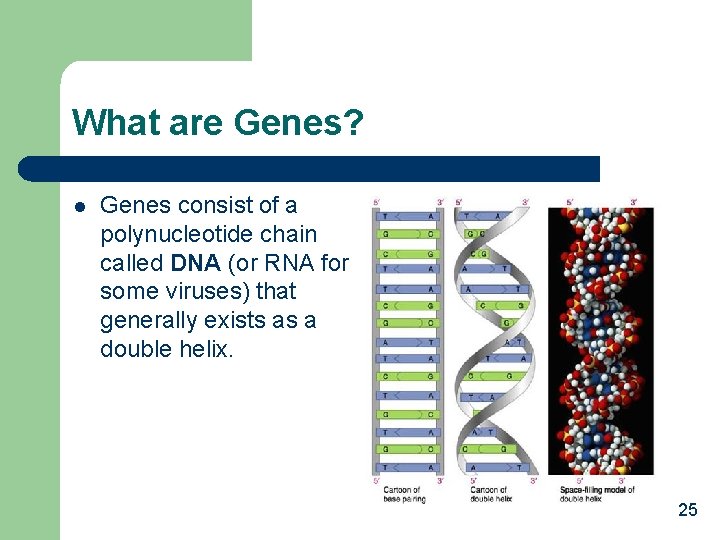 What are Genes? l Genes consist of a polynucleotide chain called DNA (or RNA