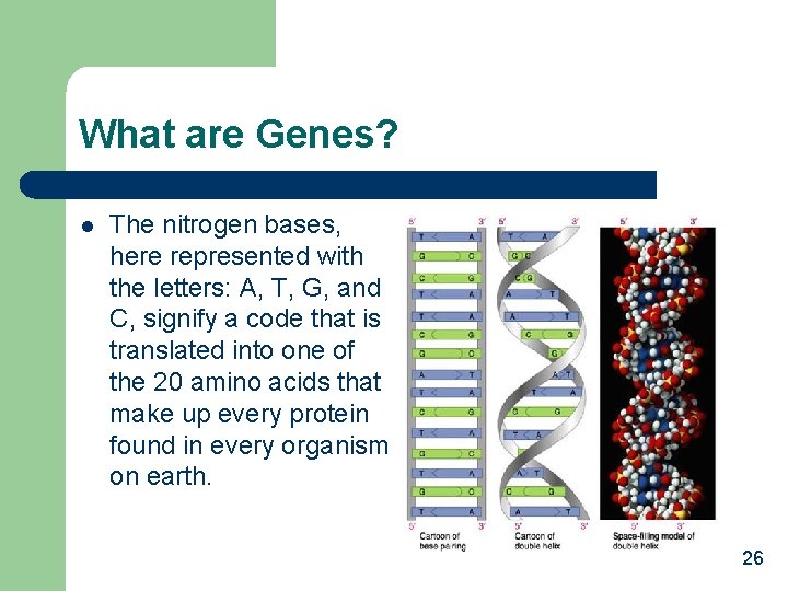 What are Genes? l The nitrogen bases, here represented with the letters: A, T,