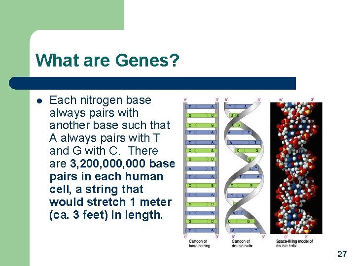 What are Genes? l Each nitrogen base always pairs with another base such that