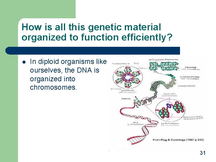 How is all this genetic material organized to function efficiently? l In diploid organisms