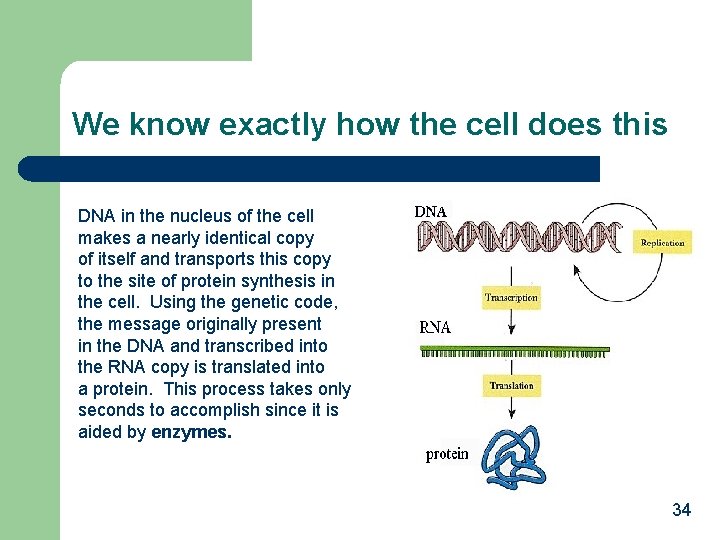 We know exactly how the cell does this DNA in the nucleus of the