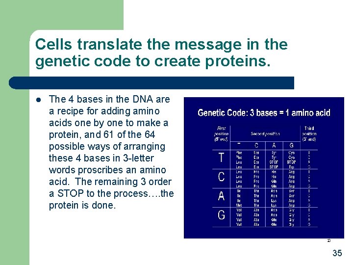 Cells translate the message in the genetic code to create proteins. l The 4