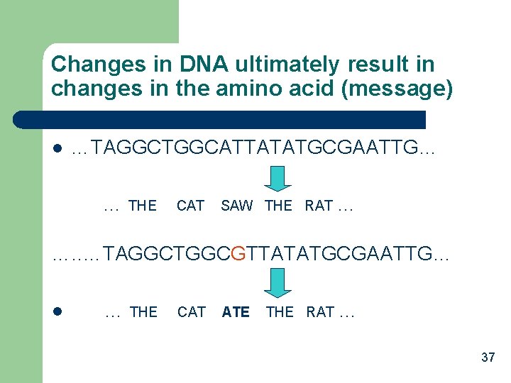 Changes in DNA ultimately result in changes in the amino acid (message) l …TAGGCTGGCATTATATGCGAATTG…