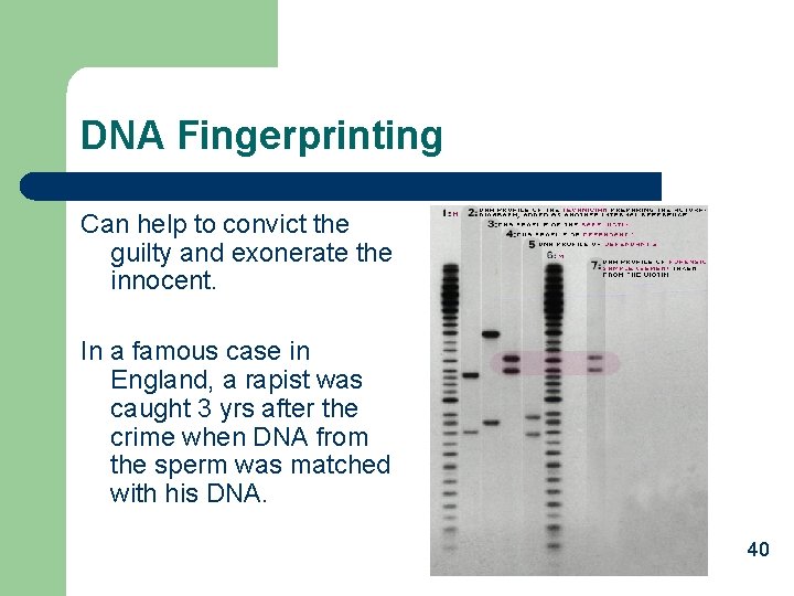 DNA Fingerprinting Can help to convict the guilty and exonerate the innocent. In a