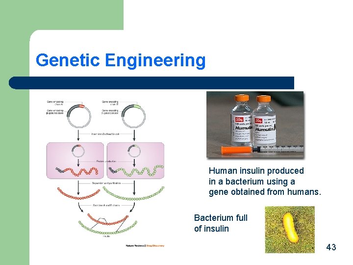 Genetic Engineering Human insulin produced in a bacterium using a gene obtained from humans.