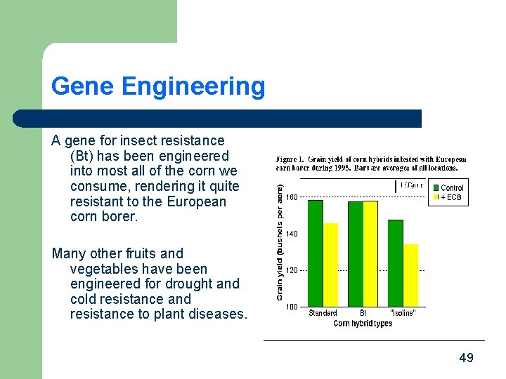 Gene Engineering A gene for insect resistance (Bt) has been engineered into most all