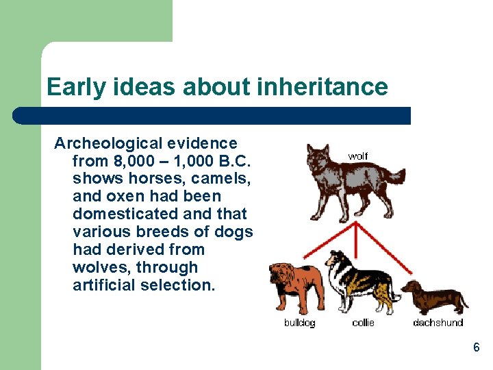 Early ideas about inheritance Archeological evidence from 8, 000 – 1, 000 B. C.