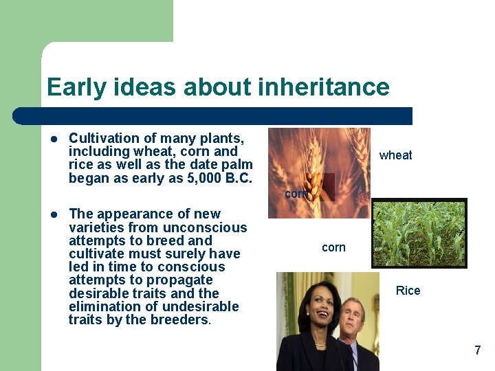 Early ideas about inheritance l Cultivation of many plants, including wheat, corn and rice