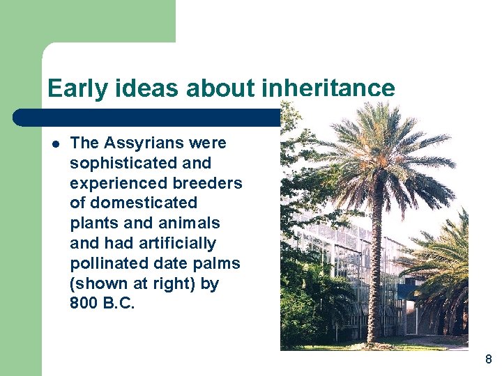 Early ideas about inheritance l The Assyrians were sophisticated and experienced breeders of domesticated