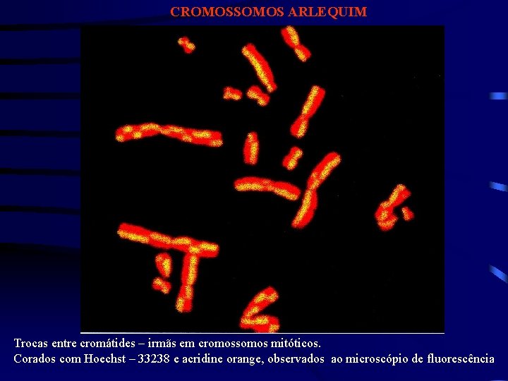 CROMOSSOMOS ARLEQUIM Trocas entre cromátides – irmãs em cromossomos mitóticos. Corados com Hoechst –