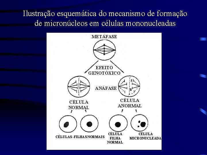 Ilustração esquemática do mecanismo de formação de micronúcleos em células mononucleadas METÁFASE EFEITO GENOTÓXICO