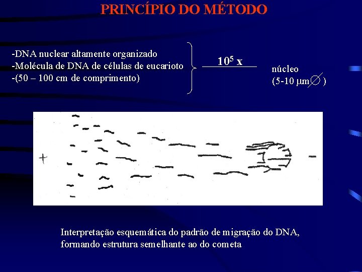 PRINCÍPIO DO MÉTODO -DNA nuclear altamente organizado -Molécula de DNA de células de eucarioto