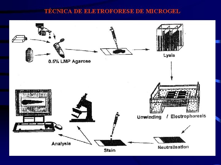 TÉCNICA DE ELETROFORESE DE MICROGEL 