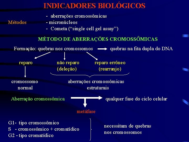 INDICADORES BIOLÓGICOS - aberrações cromossômicas - micronúcleos - Cometa (“single cell gel assay”) Métodos