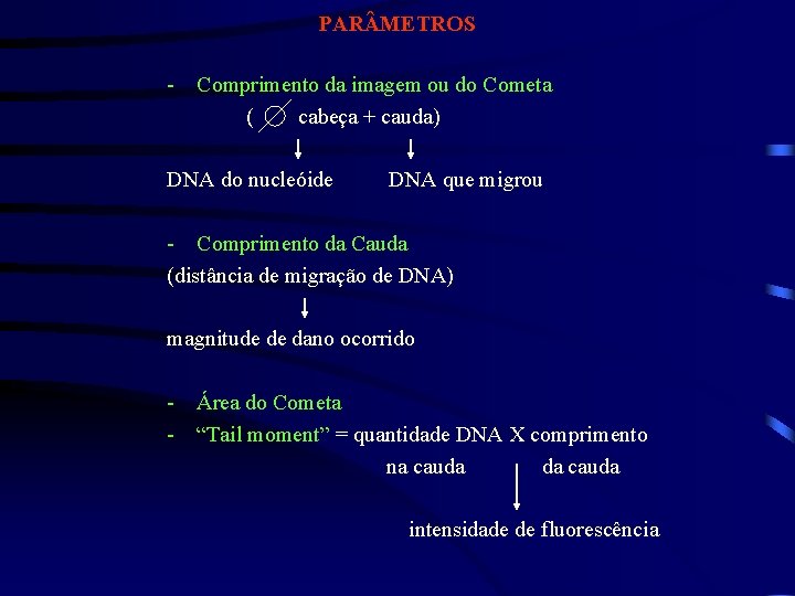 PAR METROS - Comprimento da imagem ou do Cometa ( cabeça + cauda) DNA