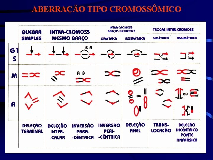 ABERRAÇÃO TIPO CROMOSSÔMICO 