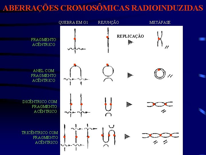 ABERRAÇÕES CROMOSÔMICAS RADIOINDUZIDAS QUEBRA EM G 1 FRAGMENTO ACÊNTRICO ANEL COM FRAGMENTO ACÊNTRICO DICÊNTRICO