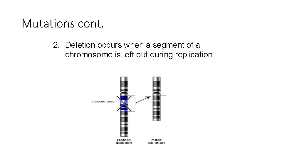 Mutations cont. 2. Deletion occurs when a segment of a chromosome is left out