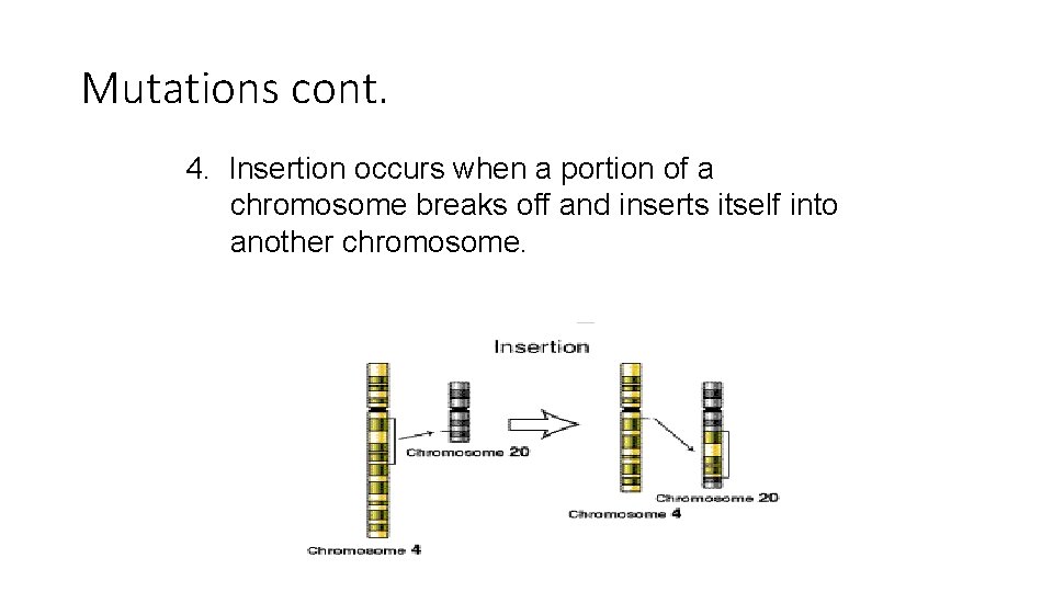 Mutations cont. 4. Insertion occurs when a portion of a chromosome breaks off and