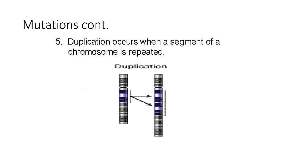 Mutations cont. 5. Duplication occurs when a segment of a chromosome is repeated. 