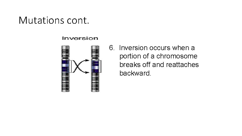 Mutations cont. 6. Inversion occurs when a portion of a chromosome breaks off and