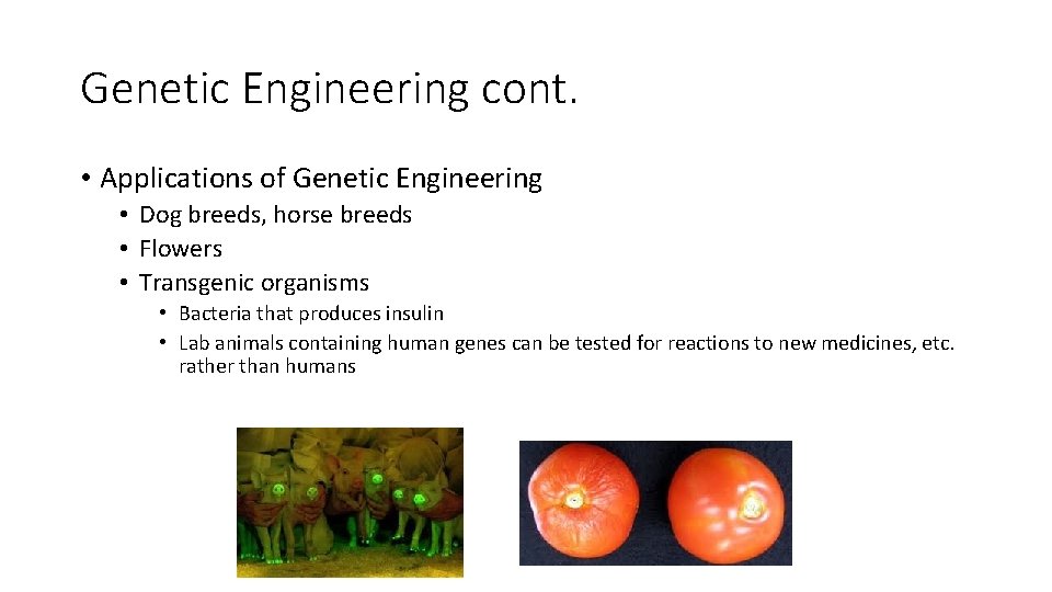 Genetic Engineering cont. • Applications of Genetic Engineering • Dog breeds, horse breeds •