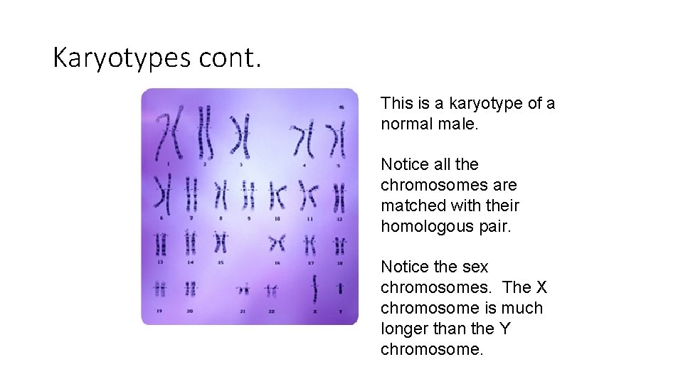 Karyotypes cont. This is a karyotype of a normal male. Notice all the chromosomes