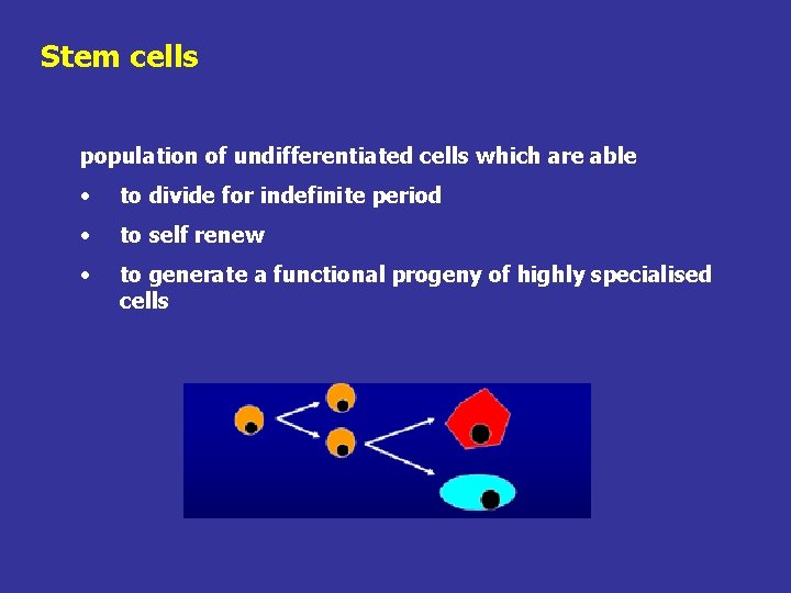 Stem cells population of undifferentiated cells which are able • to divide for indefinite