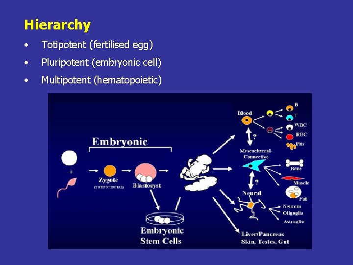 Hierarchy • Totipotent (fertilised egg) • Pluripotent (embryonic cell) • Multipotent (hematopoietic) 