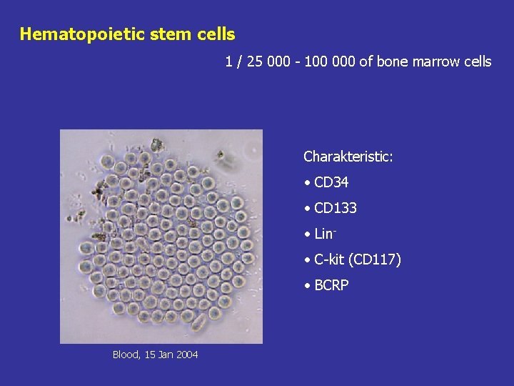 Hematopoietic stem cells 1 / 25 000 - 100 000 of bone marrow cells