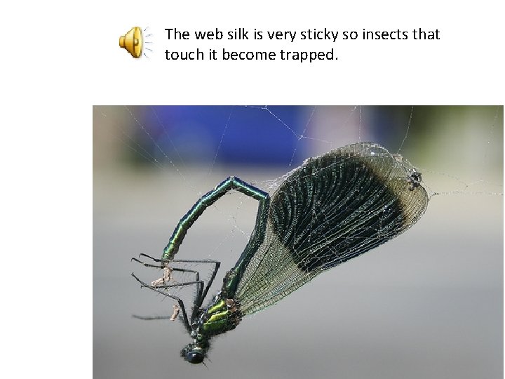 The web silk is very sticky so insects that touch it become trapped. 