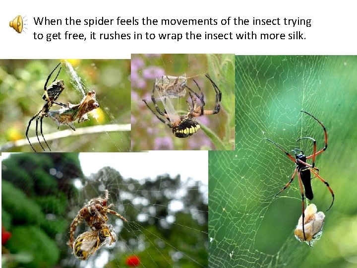 When the spider feels the movements of the insect trying to get free, it