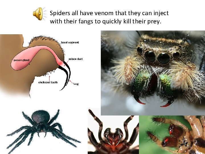 Spiders all have venom that they can inject with their fangs to quickly kill