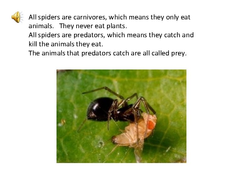 All spiders are carnivores, which means they only eat animals. They never eat plants.