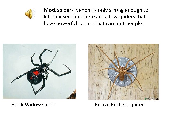 Most spiders’ venom is only strong enough to kill an insect but there a