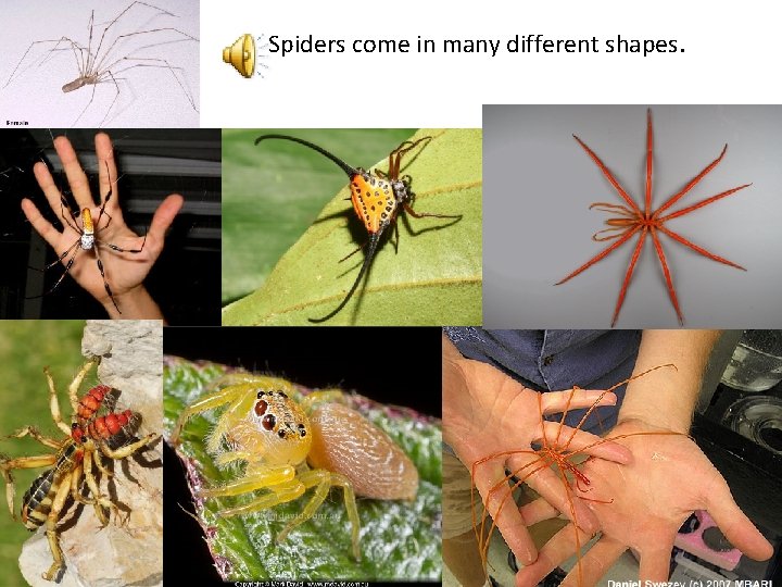 Spiders come in many different shapes. 