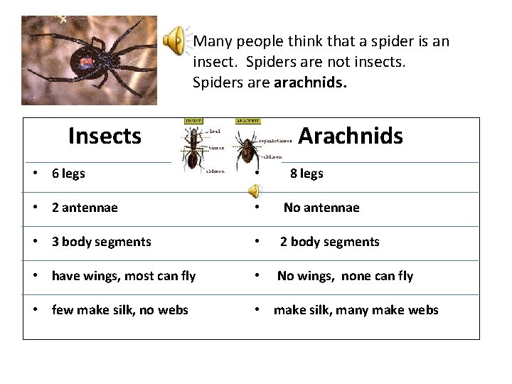 Many people think that a spider is an insect. Spiders are not insects. Spiders