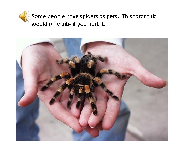 Some people have spiders as pets. This tarantula would only bite if you hurt