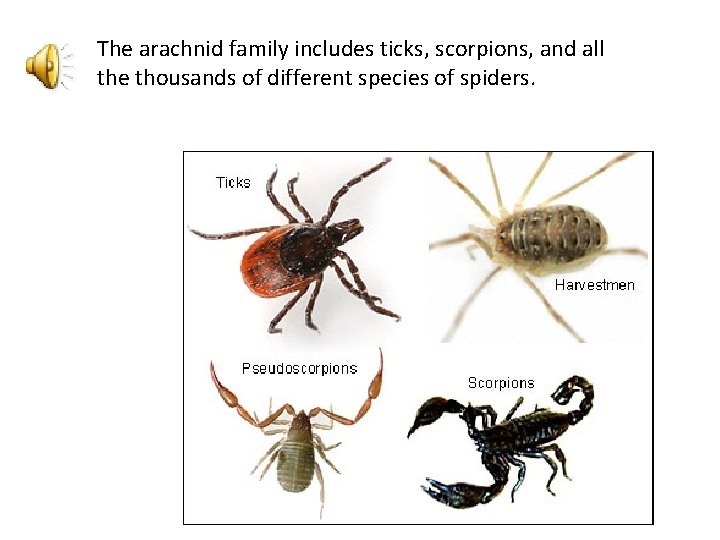 The arachnid family includes ticks, scorpions, and all the thousands of different species of