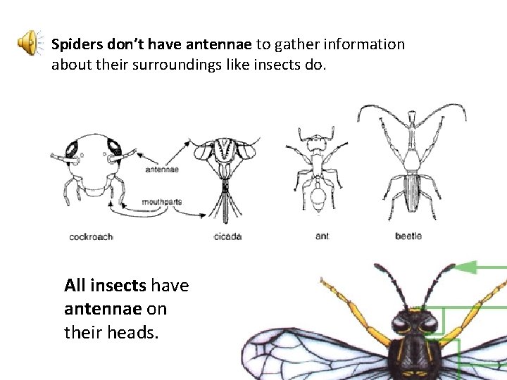 Spiders don’t have antennae to gather information about their surroundings like insects do. All