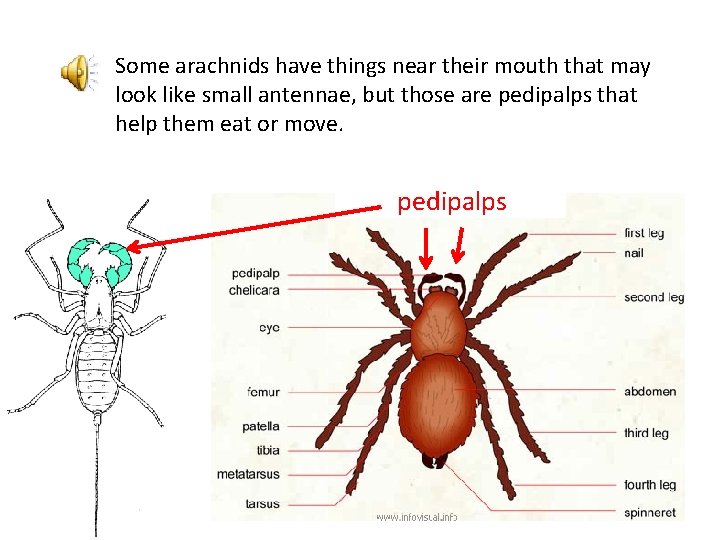 Some arachnids have things near their mouth that may look like small antennae, but