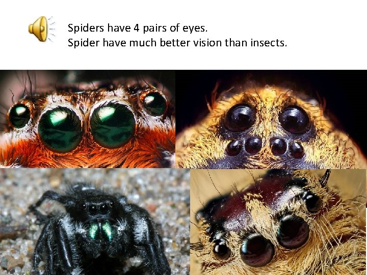Spiders have 4 pairs of eyes. Spider have much better vision than insects. 