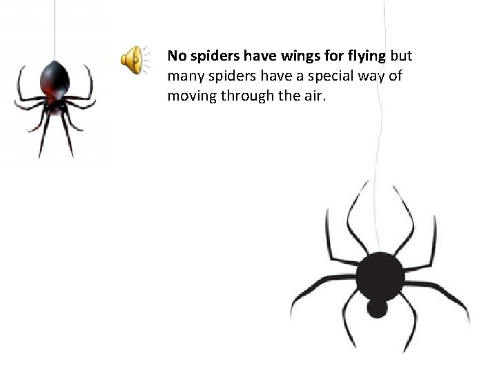 No spiders have wings for flying but many spiders have a special way of