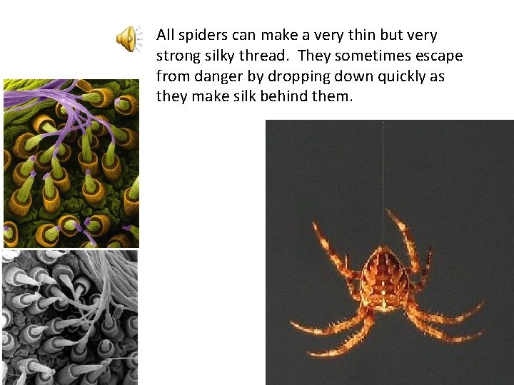 All spiders can make a very thin but very strong silky thread. They sometimes