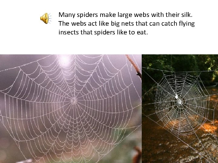 Many spiders make large webs with their silk. The webs act like big nets