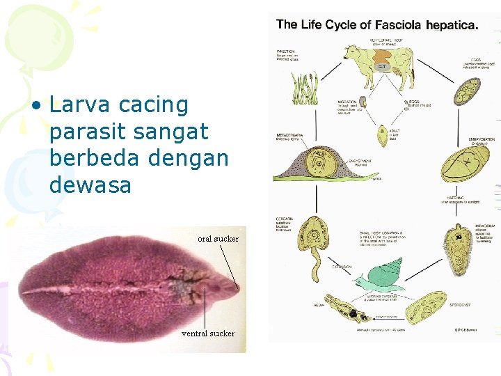  • Larva cacing parasit sangat berbeda dengan dewasa 